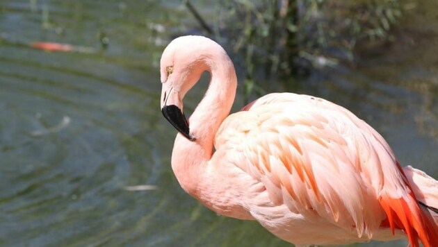 Keine Flamingo-Stallpflicht und für deren geflügelten Kollegen in Hellbrunn. Der Stress wäre groß. (Bild: Melanie Hutter)