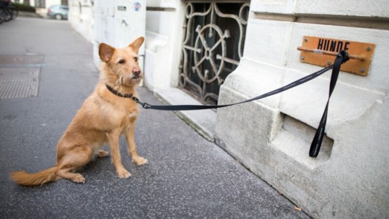 Ein Hund vor einem Wahllokal in Wien (Bild: APA/GEORG HOCHMUTH)