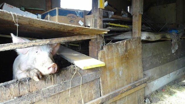 Verzweiflung im Blick: eines der Schweine im verdreckten Stall (Bild: Purzel&Vicky)
