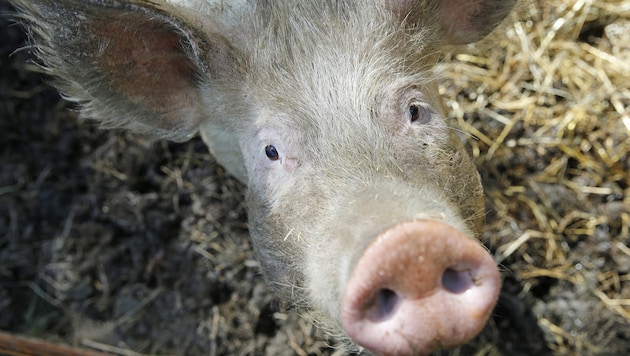 Neun Schweine mussten bei einem Brand ihr Leben lassen. Jetzt wird die Ursache ermittelt... (Bild: Reinhard Holl)