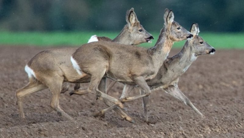 Beim Reh ist die Quote Cäsium-belasteter Tiere über dem Grenzwert niedriger als beim Wildschwein. (Bild: APA/dpa/Boris Roessler (Symbolbild))