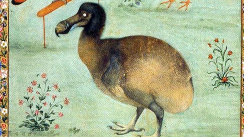 Die Abbildung eines Dodos aus dem 17. Jahrhundert (Bild: Wikipedia)