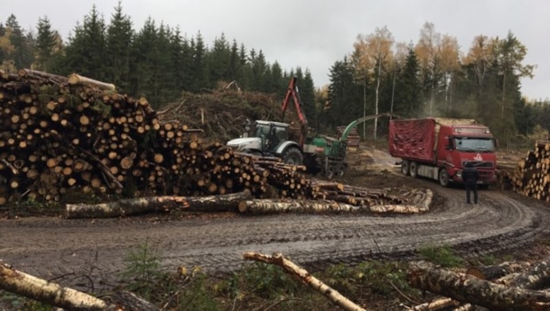 Nahe diesem Holzplatz bei Waidhofen a.d. Thaya machte der Arbeiter die grausige Entdeckung. (Bild: APA/ORF N…/GERNOT ROHRHOFER)