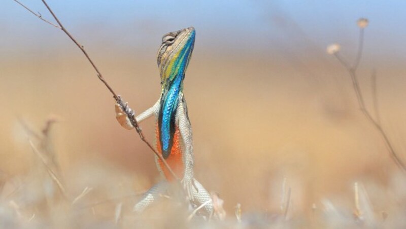 "Warrior of the grassland" (c) Anup Deodhar (Bild: comedywildlifephoto.com/Anup Deodhar)