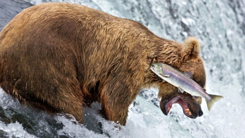 "Grizzly bear fail" (c) Rob Kroenert (Bild: comedywildlifephoto.com/Rob Kroenert)