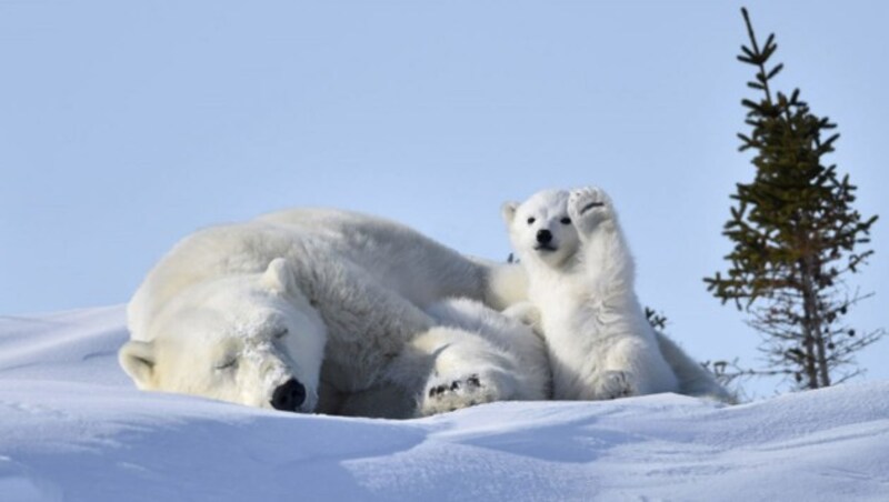 "Hello!" (c) Philip Marazzi (Bild: comedywildlifephoto.com/Philip Marazzi)