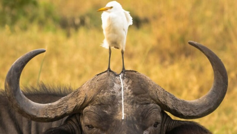 "Head shot" (c) Tom Stables (Bild: comedywildlifephoto.com/Tom Stables)