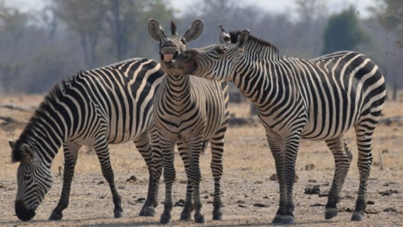 "Say cheese!" (c) Thomas Bullivant (Bild: comedywildlifephoto.com/Thomas Bullivant)