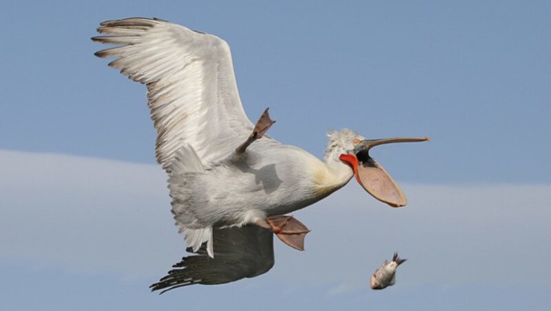 "Damn!" (c) Nicolas de Vaulx (Bild: comedywildlifephoto.com/Nicolas de Vaulx)