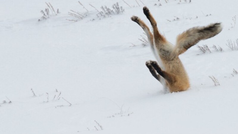 "A tough day at the Office" (c) Angela Bohlke (Bild: comedywildlifephoto.com/Angela Bohlke)