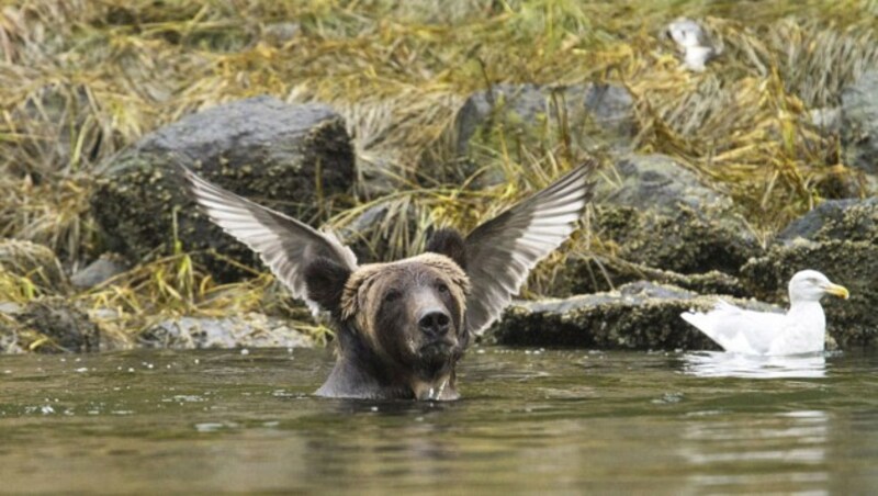 "Angel Bear" (c) Adam Parsons (Bild: comedywildlifephoto.com/Adam Parsons)