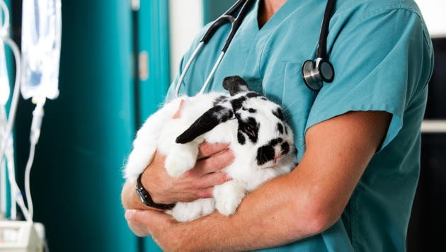 Kaninchen sollten regelmäßíg durchgecheckt werden. (Bild: thinkstockphotos.de)