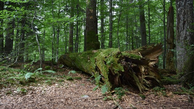 Das obersteirische Lassingbachtal ist laut dem Land ein in dieser Form einzigartiger Waldkomplex (Bild: Land Steiermark)