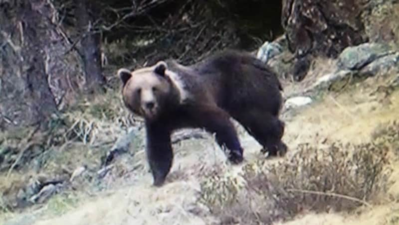 Ein Bär, gesichtet in Kärnten (Bild: KK)