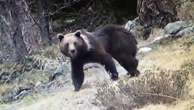 Ein Bär, gesichtet in Kärnten (Bild: KK)