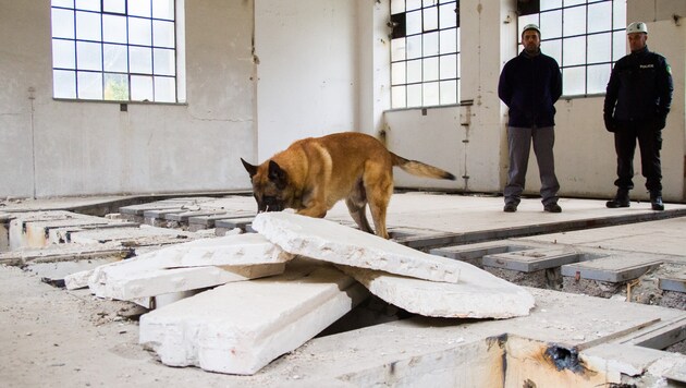Trockenübung in Eisenerz: Ein marokkanischer Suchhund im Einsatz (Bild: Rotes Kreuz)