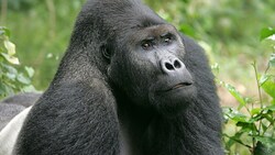 Bei den Flachlandgorillas wurde seit 1994 ein Rückgang um 87 Prozent verzeichnet, vor allem aufgrund illegaler Jagd. (Bild: Ciminuka Kahuzi-Biega National Park DRC, Rick Murphy)