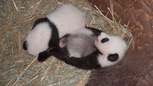 Wie soll das junge Panda-Männchen heißen? (Bild: Tiergarten Schönbrunn)