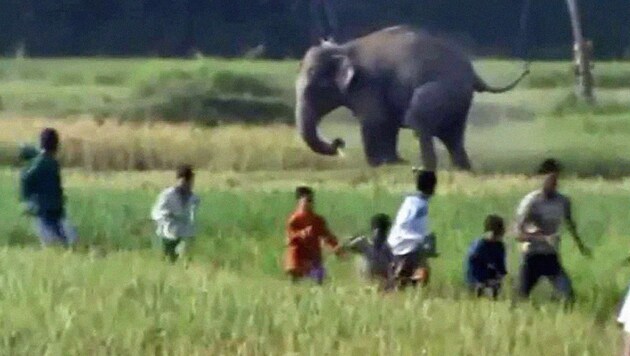 Dramatische Szenen: Die aggressiven Elefanten trampelten alles nieder, was ihnen im Weg stand. (Bild: Hilfsorganisation SONNE)