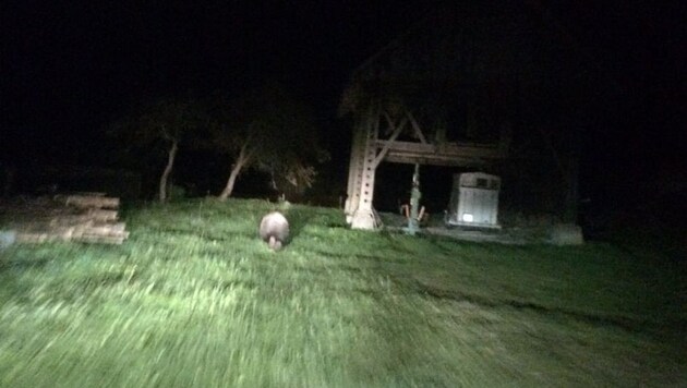 Der Bär flüchtete Donnerstagabend vor einem fahrenden Auto (Bild: Privat)