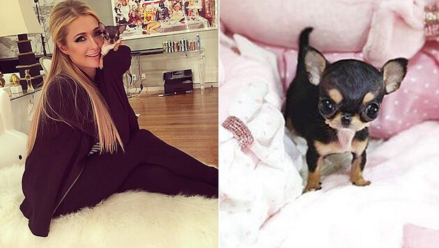 Paris Hilton ist ganz vernarrt in ihren neuen Chihuahua. (Bild: instagram.com/parishilton)