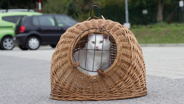 Die Kätzin mit ihren Kitten wurde am IKEA-Parkplatz gefunden. (Bild: Puschitz/Tiko)