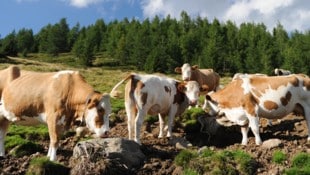 Mehrmals kam es jüngst in Tirol zu Zwischenfällen zwischen Kühen und Wanderern (Symbolbild). (Bild: APA/BARBARA GINDL (Symbolbild))