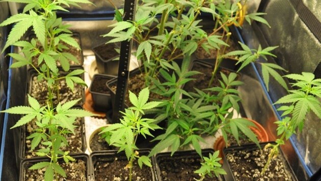 13 Gramm Cannabiskraut fanden die Beamten in einer Wohung in Parsch. (Symbolbild) (Bild: LPD Kärnten)