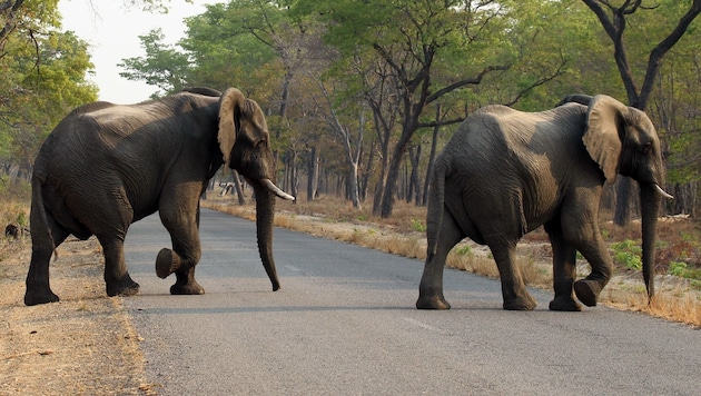 Zwei Elefanten im Hwange-Nationalbank (Bild: Associated Press)