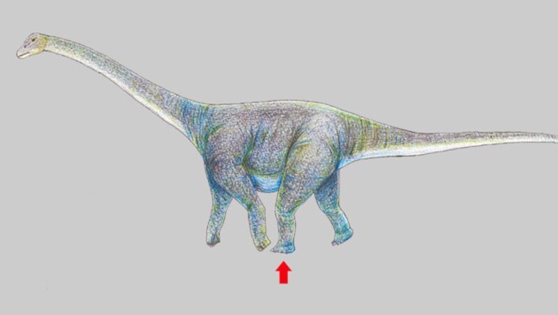 Künstlerische Illustration: So soll der riesige Dinosaurier ausgesehen haben (Bild: APA/AFP/Okayama University of Science)