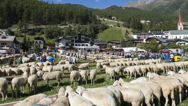 (Bild: Tiroler Schafzuchtverband)