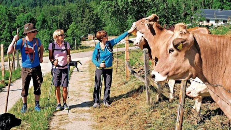 Die Rinder auf einer der größten Weidegenossenschaften im Salzkammergut sind zutraulich. (Bild: Chris Koller, Kronen Zeitung)