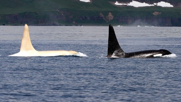 Einer der weißen Orcas neben einem Exemplar in der üblichen schwarzen Färbung (Bild: APA/FEROP)