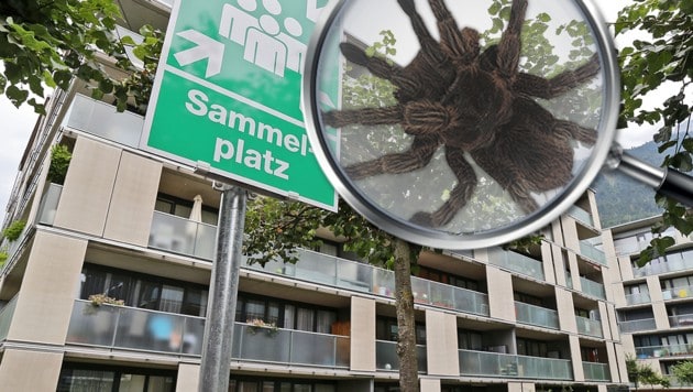 "Sammelplatz" nahmen die Spinnen (Symbolbild) wörtlich und quartierten sich in einem Wohnblock ein. (Bild: Christof Birbaumer, thinkstockphotos.de)
