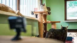 Viele Tiere haben im Katzenhaus ihren Lebensplatz. Sie werden täglich von ihren Pflegerinnen professionell versorgt und betreut. (Bild: Purina PetCare Austria/Doron Nadav Life Group OG)