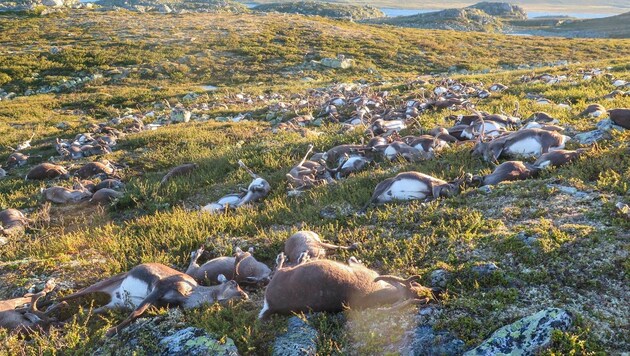 Über 300 tote Rentiere wurden auf der Hochebene im Süden Norwegens gezählt. (Bild: EPA)