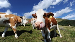 Siempre en los pastos verdes y exuberantes: las vacas lecheras en Irlanda siempre lo han tenido comparativamente bien, al menos hasta ahora.  (Imagen: APA/BARBARA GINDL)