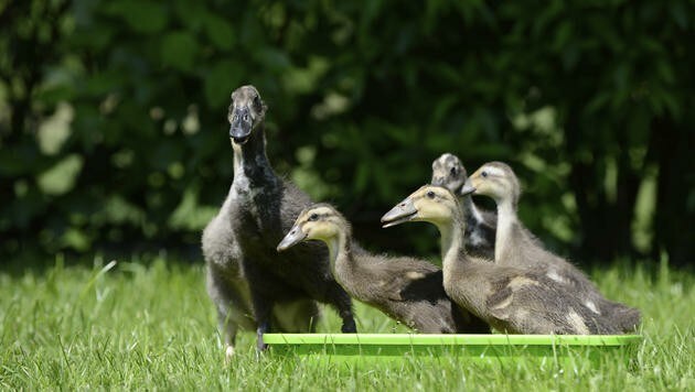 In Eferding wurden Laufenten tot gebissen (Symbolbild) (Bild: thinkstockphotos.de (Symbolbild))