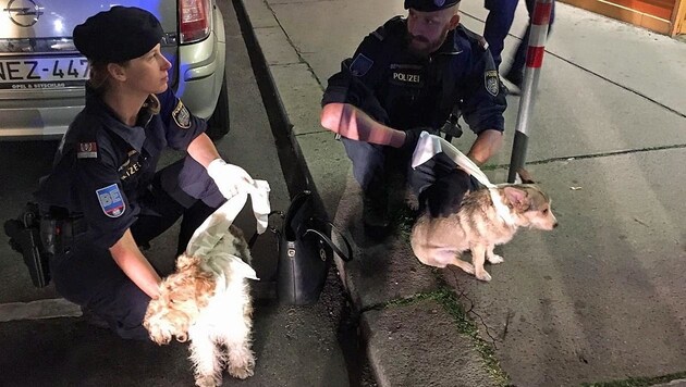 Die beiden Hunde wurden von den Polizisten eingefangen. (Bild: LPD Wien)