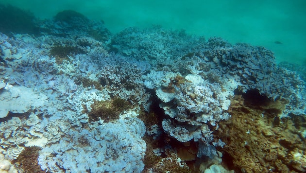 Korallenbleiche vor der Küste Hawaiis (Bild: NOAA)