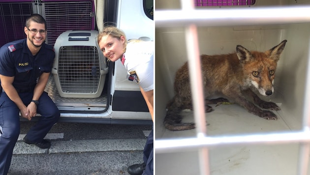 Der kleine Fuchs konnte von Polizei und Tierrettung rasch eingefangen werden. (Bild: LPD WIEN)