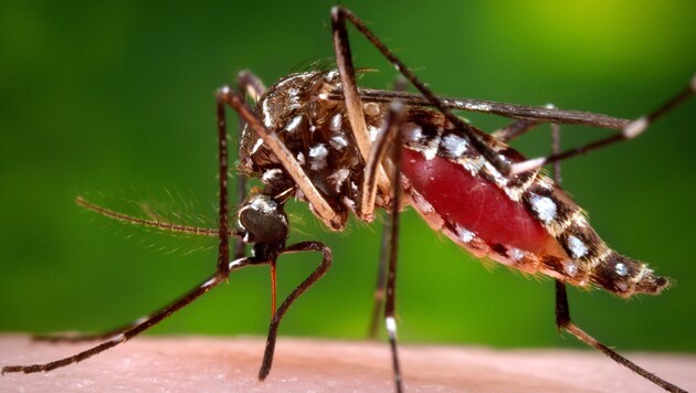 Überträgerin des Zika-Virus: Stechmücke Aedes aegypti (Bild: AP)
