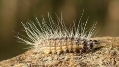 Der Eichenprozessionsspinner ist ein Forstschädling, dessen Brennhaare unangenehme Folgen haben. (Bild: Insekten Sachsen)