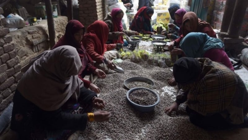 Afghanische Frauen sortieren Pistazien in einer Fabrik in Kabul. (Bild: APA/AFP/WAKIL KOHSAR)