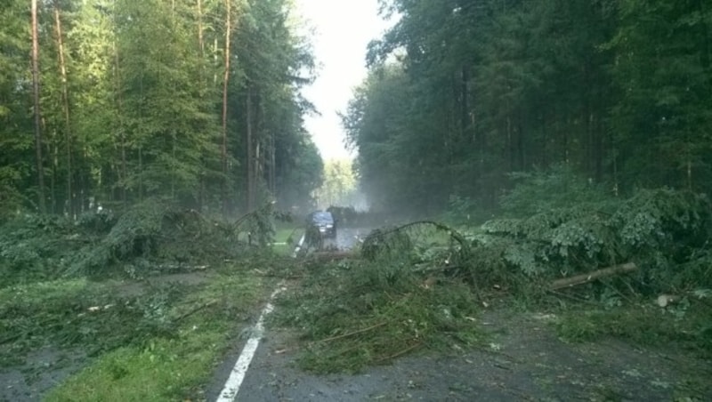 Umgestürzte Bäume in Hohlbach (Bild: Gaich)