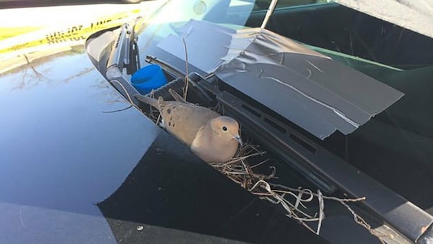 Ein Vogel hatte sich an der Windschutzscheibe eines Polizeiautos ein Nest gebaut. (Bild: Twitter.com/Julia Tullos)