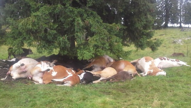 Die toten Tiere unter der Fichte, links ist die überlebende Kuh "Glück" zu sehen. (Bild: Georg Buchegger)