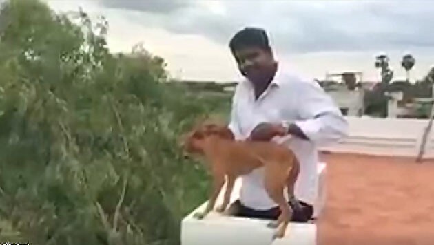 Das Video von der grausamen Tierquälerei verbreitete sich rasend schnell im Netz. (Bild: twitter.com/iamkarthikd)
