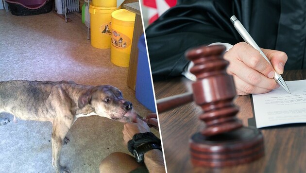 Hund "Zeus" im Juni 2014, nachdem er mit drei anderen aus dem Haus der Angeklagten gerettet wurde (Bild: Pfotenhilfe, thinkstockphotos.de)