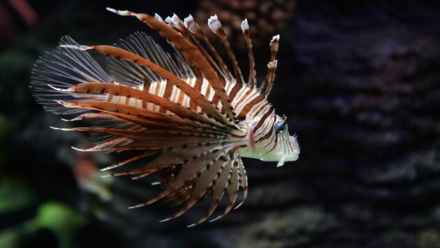 Indischer Rotfeuerfisch (Pterois miles) (Bild: KARIM SAHIB/AFP/picturedesk.com)